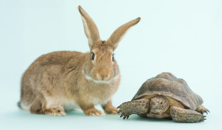 Turtle/rabbit