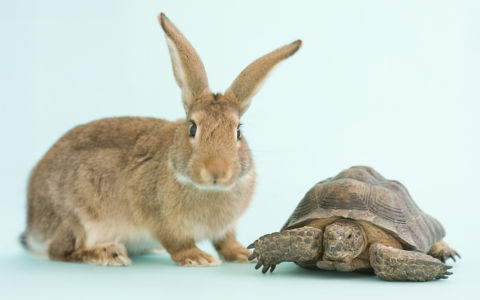 Turtle/rabbit