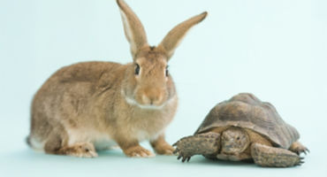 Turtle/rabbit