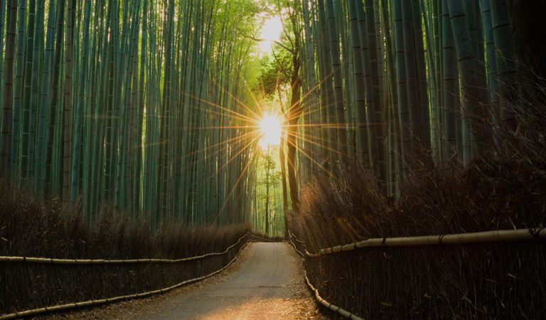 bamboo-forest-538808784-1500x450