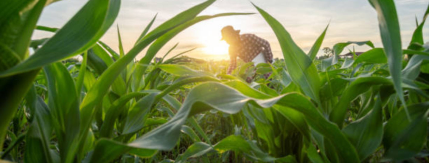 corn-field-2158566688-612x612