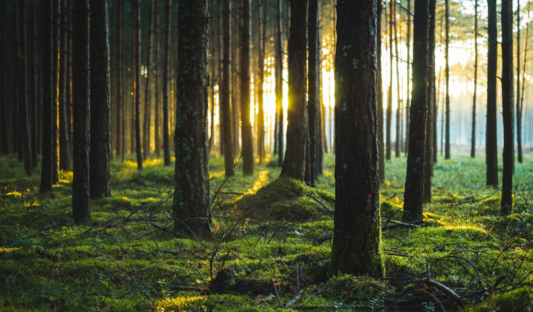 deforestation healthy forest palm rubber trees