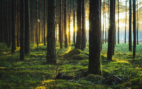 deforestation healthy forest palm rubber trees
