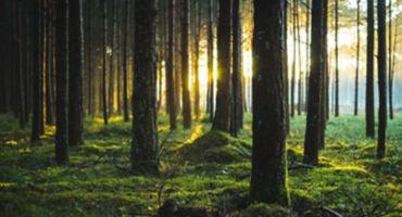 deforestation healthy forest palm rubber trees