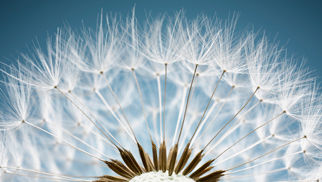 feature-fund-card-strategic-asset-allocation-130406189