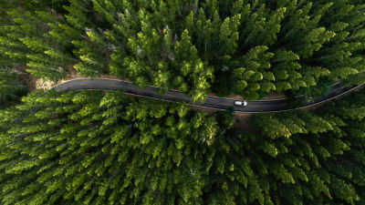 forest roadway
