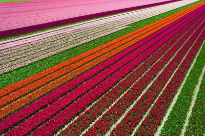 Flying with drone above the tulip fields in the North Holland, creating colorful variety of tones and geometric shapes seen from above, the tulips is a famous place that tourists visit during April and the beginning of May. Netherlands.