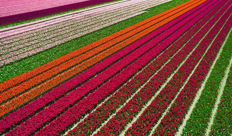 Flying with drone above the tulip fields in the North Holland, creating colorful variety of tones and geometric shapes seen from above, the tulips is a famous place that tourists visit during April and the beginning of May. Netherlands.