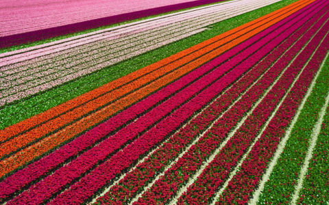 Flying with drone above the tulip fields in the North Holland, creating colorful variety of tones and geometric shapes seen from above, the tulips is a famous place that tourists visit during April and the beginning of May. Netherlands.