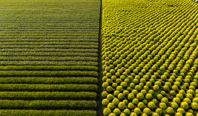 Aerial View Of Spherical Topiary Plant.