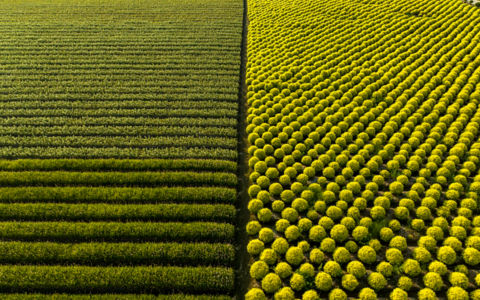 Aerial View Of Spherical Topiary Plant.