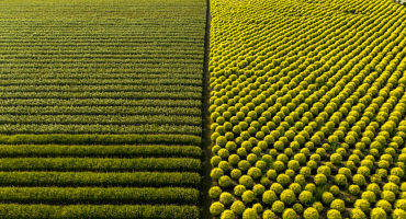 Aerial View Of Spherical Topiary Plant.