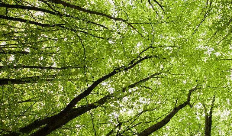image-of-trees