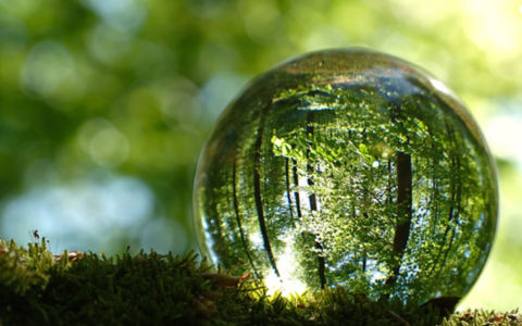 green spring leaves inside lensball
