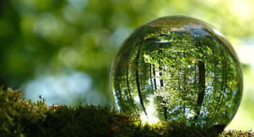 green spring leaves inside lensball
