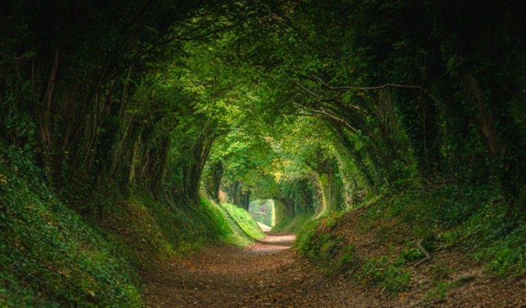 Nature background of dreamy, fairy tale and beautiful jungle forest pedestrian footpath alley way place for walking in tunnel of old oak green trees light up with sun rays trough grass at sunset on spring day