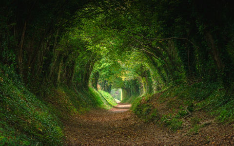 Nature background of dreamy, fairy tale and beautiful jungle forest pedestrian footpath alley way place for walking in tunnel of old oak green trees light up with sun rays trough grass at sunset on spring day