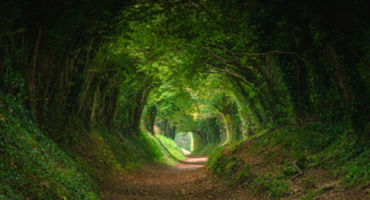Nature background of dreamy, fairy tale and beautiful jungle forest pedestrian footpath alley way place for walking in tunnel of old oak green trees light up with sun rays trough grass at sunset on spring day