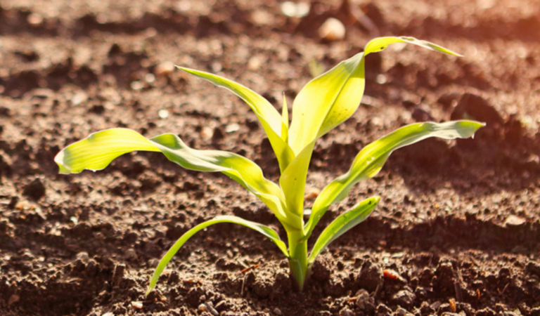small plant in the soil