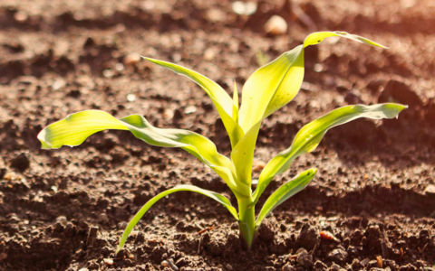 small plant in the soil