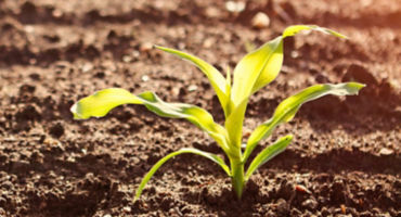 small plant in the soil