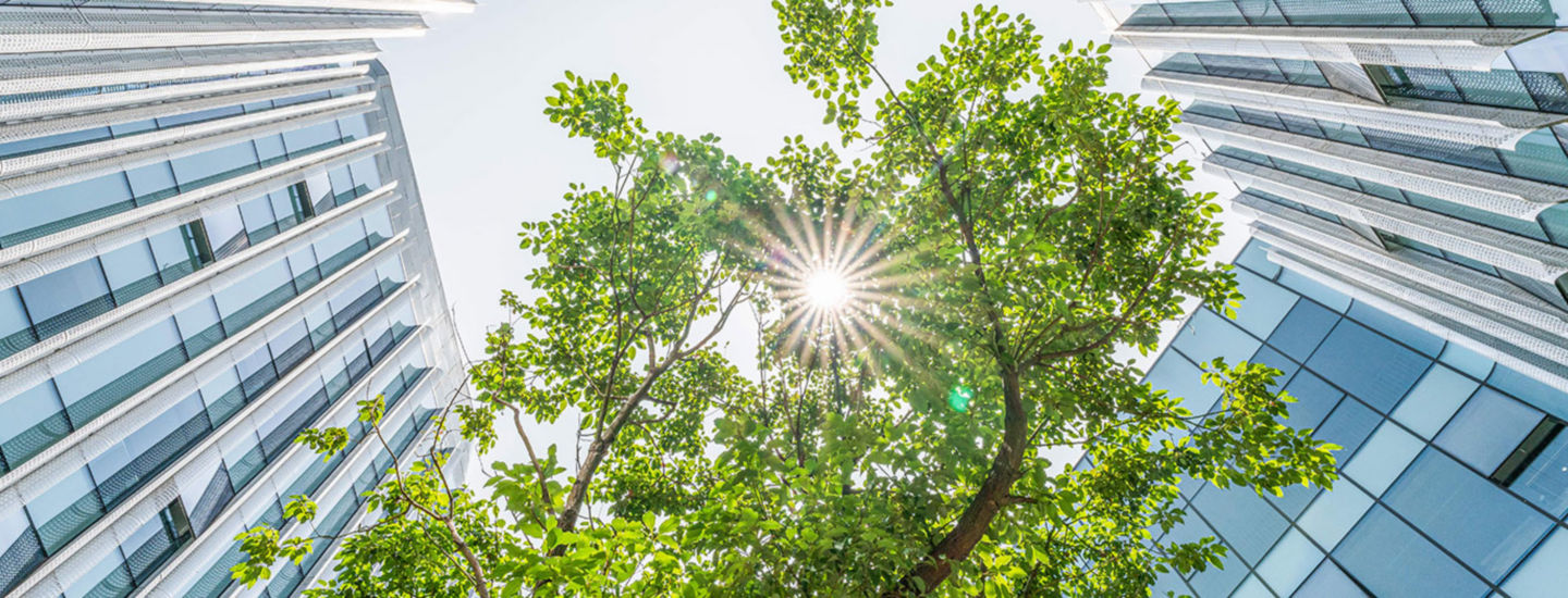 sun-and-tree-inside-buildings-1225383258-1680X525