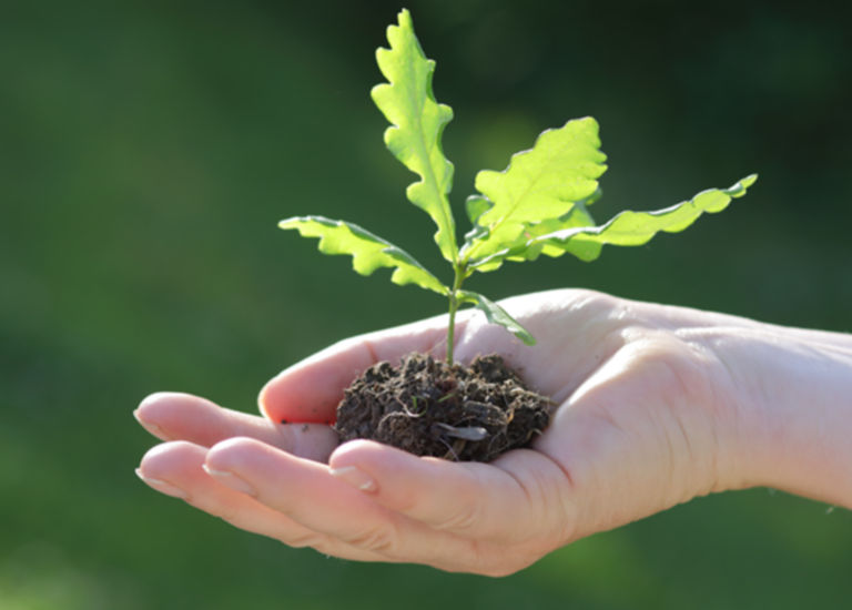 sustainable-equity-oak-sapling-1333530939-768-450
