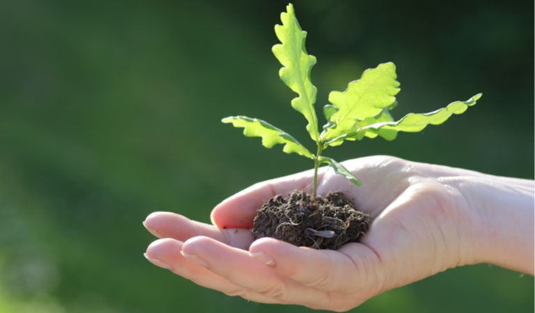 sustainable-equity-oak-sapling-1333530939-768-450
