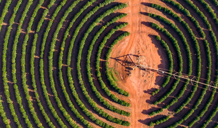tower surrounded with circled trees
