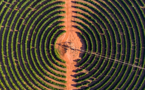 tower surrounded with circled trees