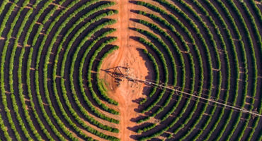 tower surrounded with circled trees